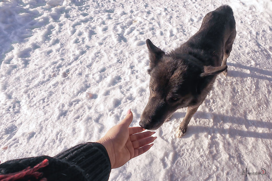ROAD TRIP EN LAPONIE. TOP 10 DES ACTIVITE A FAIRE EN LAPONIE, FAIRE DU CHIEN DE TRAINEAU, NOS CONSEILS POUR BIEN CHOISIR. www.missaventure.com  roadtrip, outdoor adventures and photography