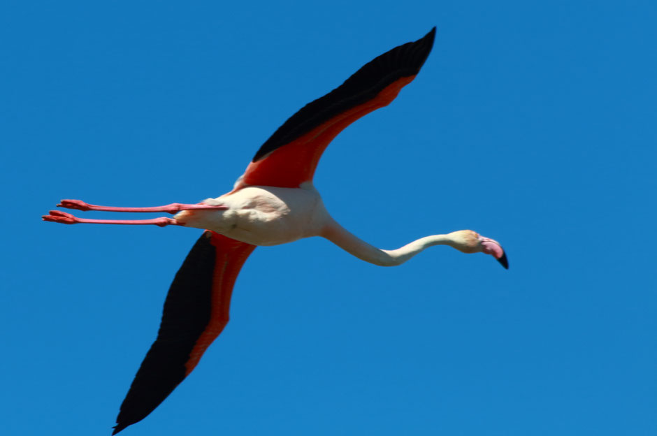 week end nature en Camargue. www.missaventure.com blog d'aventures, nature et photos. parc ornithologique du Pont de Gau