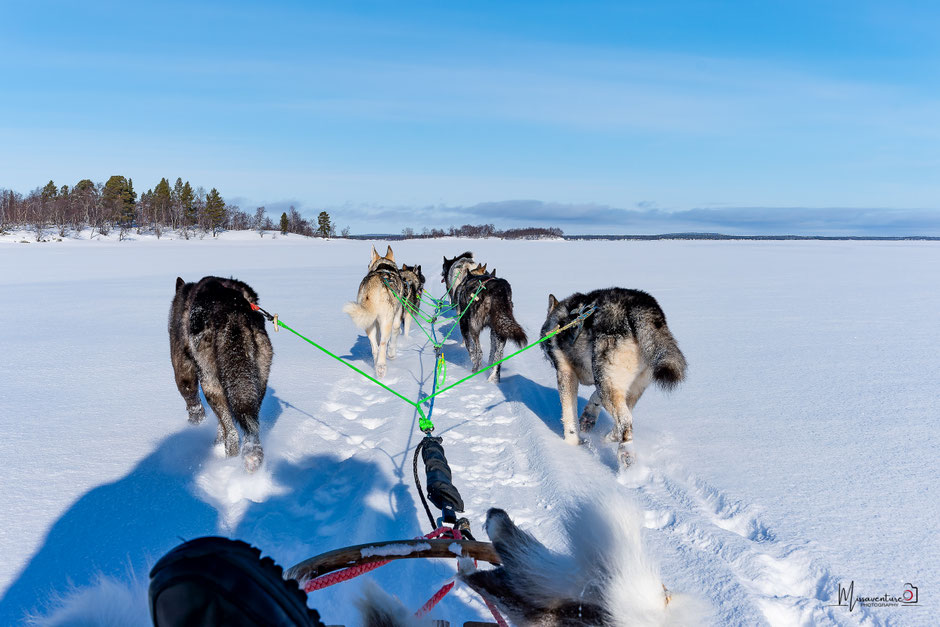 ROAD TRIP EN LAPONIE. QUOI VOIR ET FAIRE À INARI, EN LAPONIE, chien de traineau. www.missaventure.com- PHOTO, ROAD TRIP & TRAVEL ADVENTURES