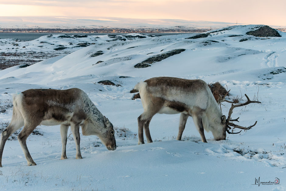 ROAD TRIP EN LAPONIE. TOP 10 DES ACTIVITE A FAIRE EN LAPONIE, où voir des rennes?. www.missaventure.com  roadtrip, nature, outdoor and photographie