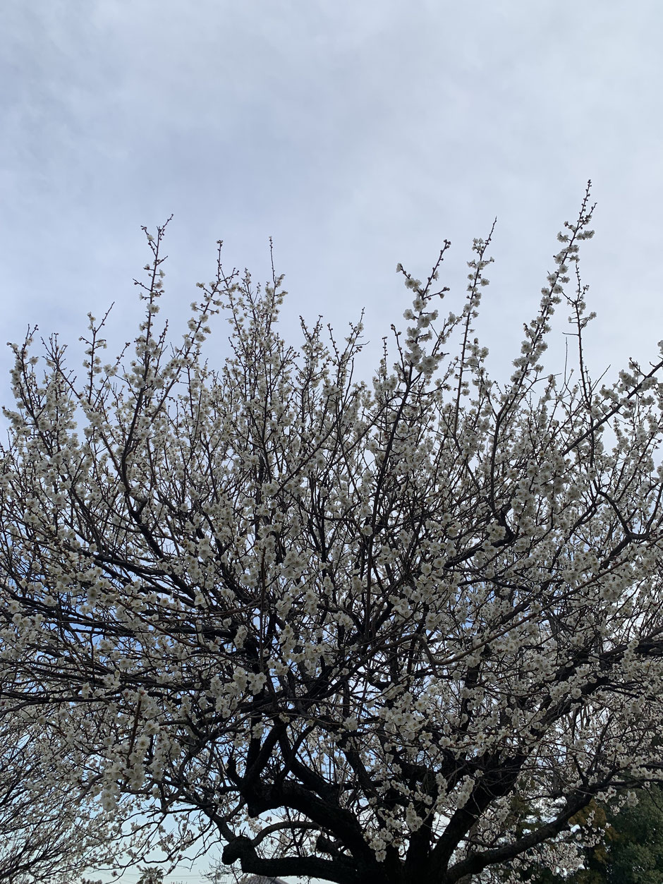 ホテル久喜の梅の木は見事に咲きました。