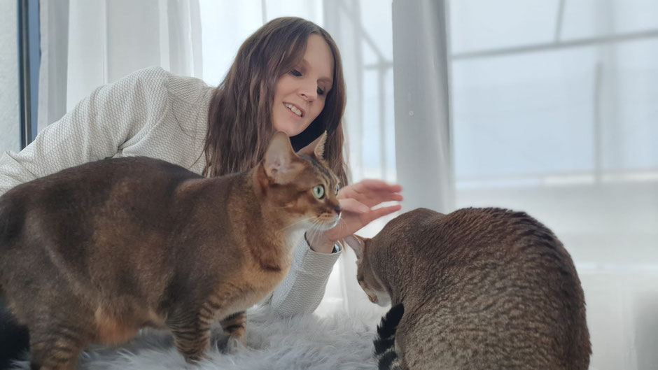 Tanis mediale Arbeit mit Katzen.