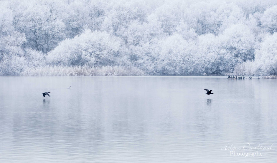 photo de nature sous le givre en vallée de Chevreuse