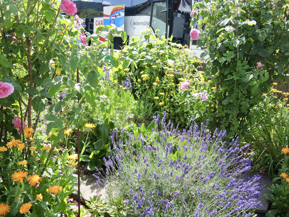 Carmäleonbus hinter dem Schaugarten A. Vogel in Teufen