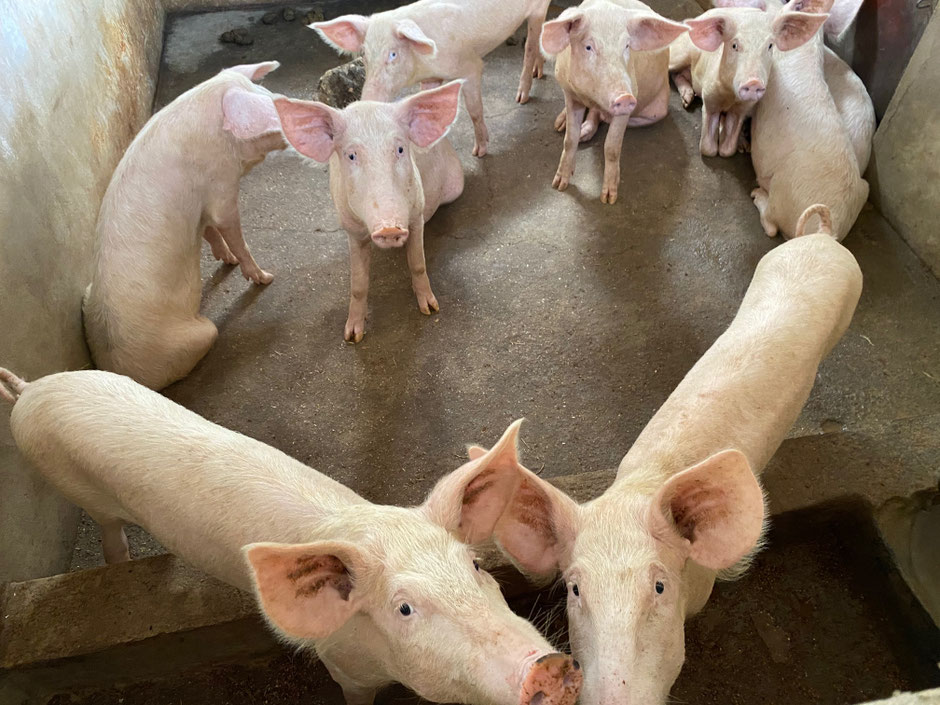 Schweine aus der Schweinezucht der Dada Wadogo Schwestern.