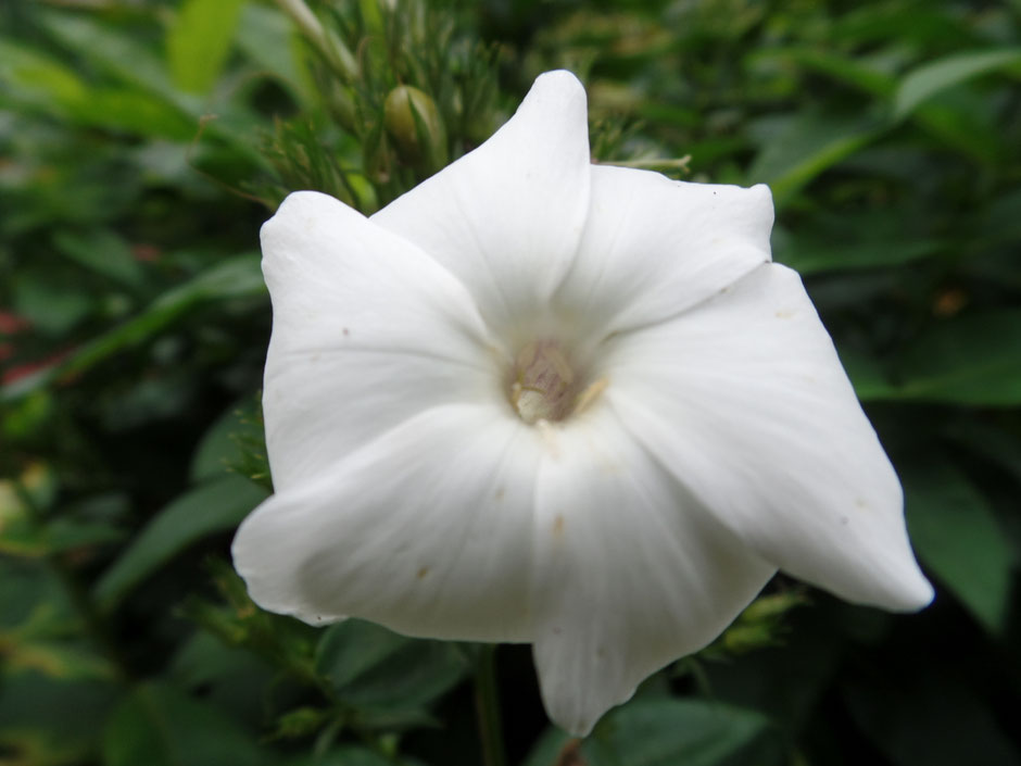 Seelengesprach Mit Verstorbenen Amade Spiritual Guidance Meike Dehning