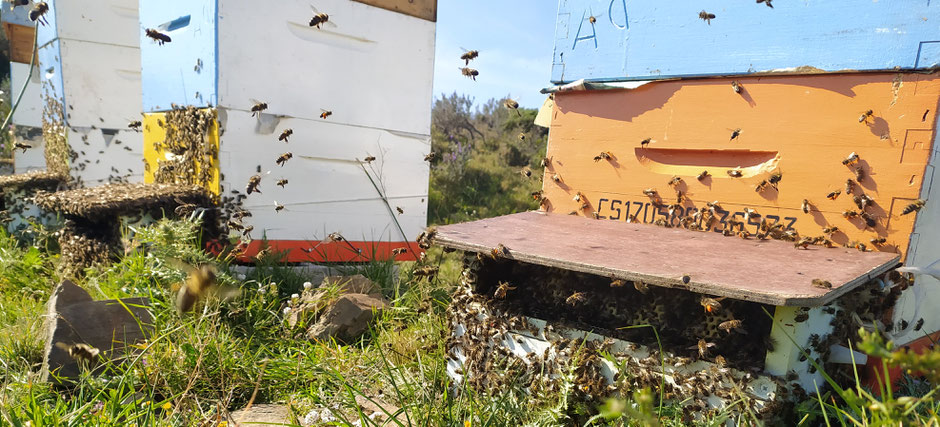 Abejas trayendo polen a su colmena