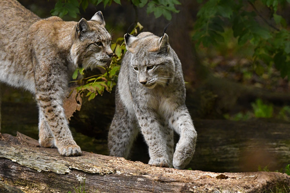 Tripsdrill Wildparadies