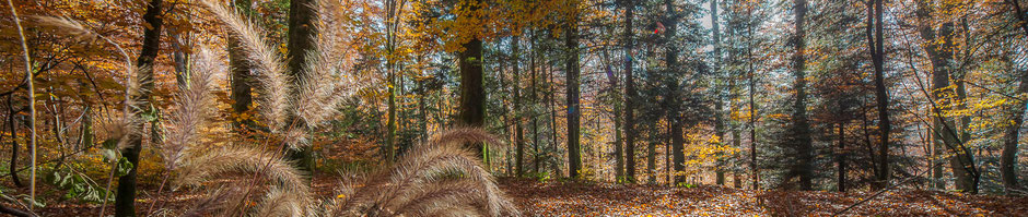 Paysage forestier des Vosges en automne - Dominique MAYER - www.dominique-mayer.com