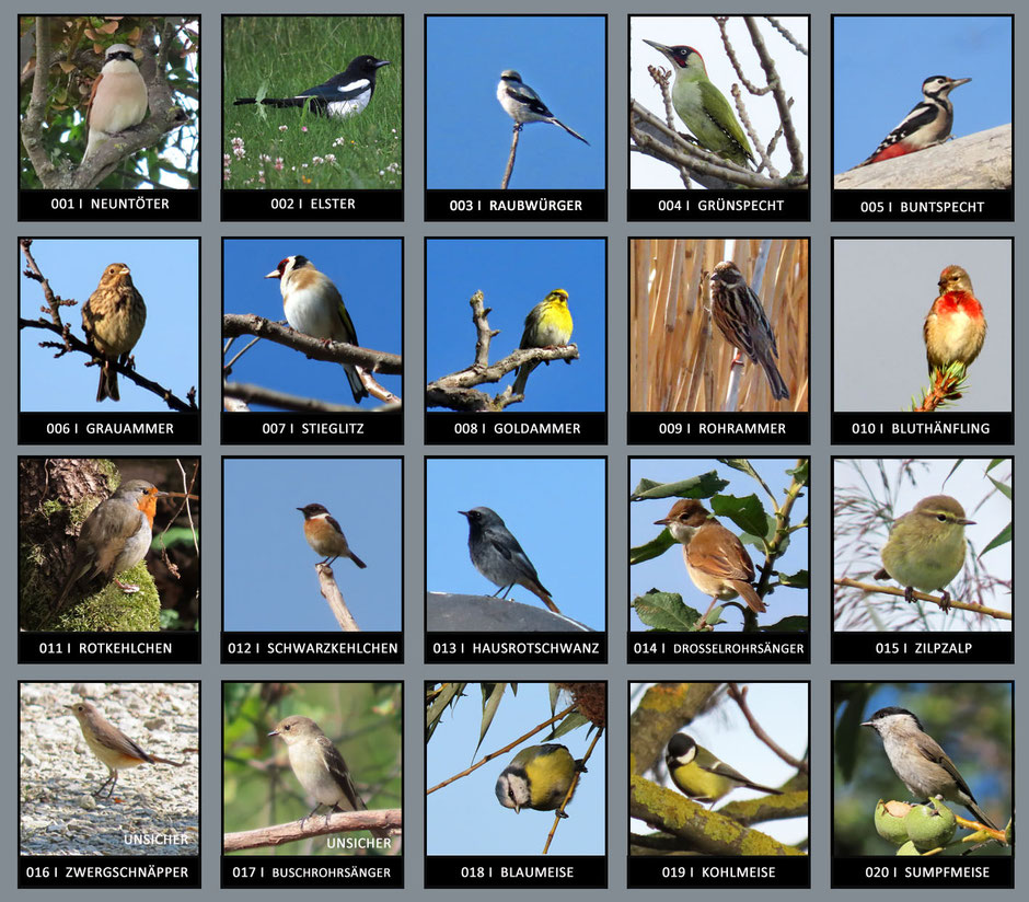 Denise Seemann  Sichtungstabel mit 151 Vogelarten