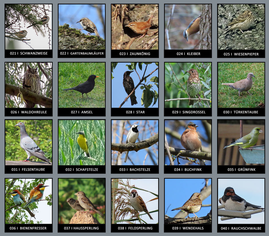 Denise Seemann  Sichtungstabel mit 151 Vogelarten