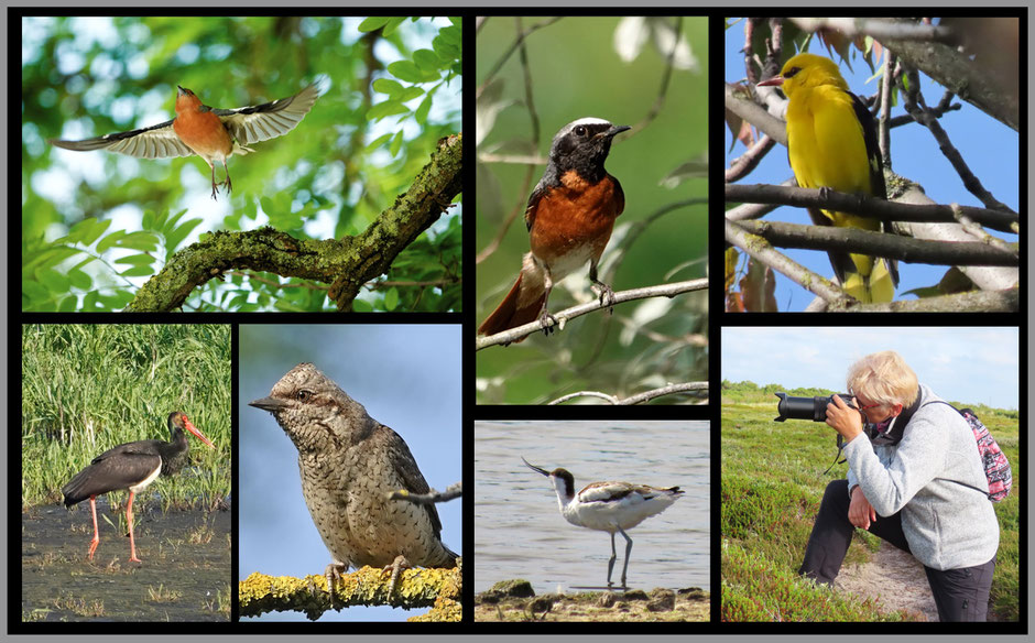 Vogeltagebuch mit Vogelsichtungen von Denise Seemann