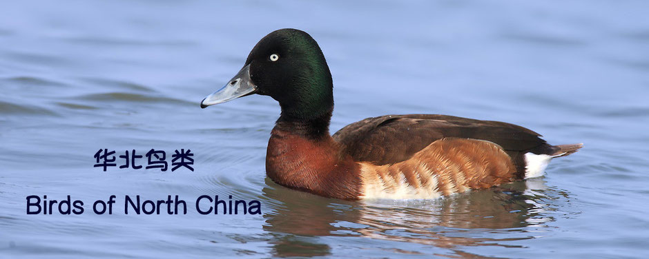 Birds of North China 华北鸟类