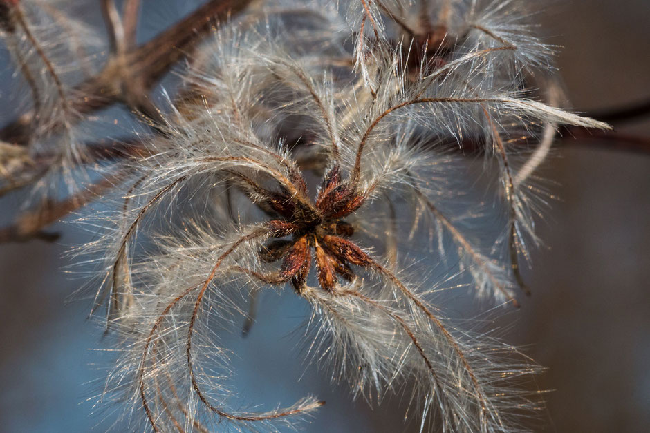 samenkapseln-der-waldrebe-makro