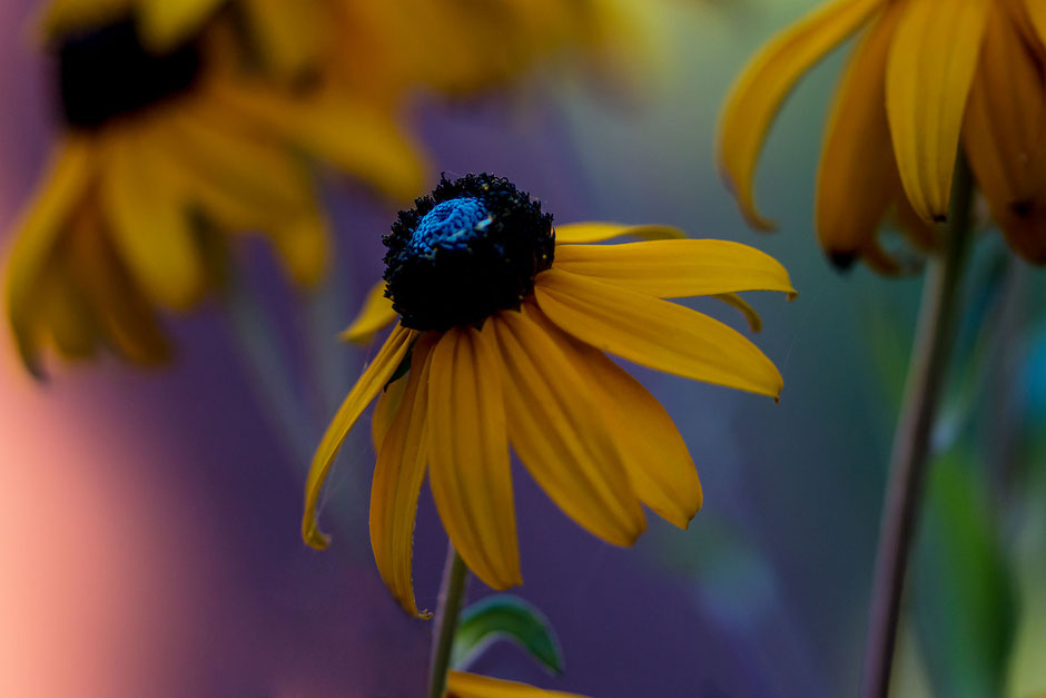 sonnenhut-blueten-echinacea-macro