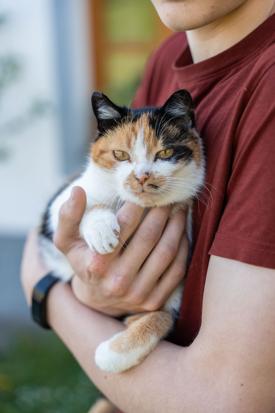 Die Hofkatze Rosina kuschelt geborgen im Arm eines Buben.
