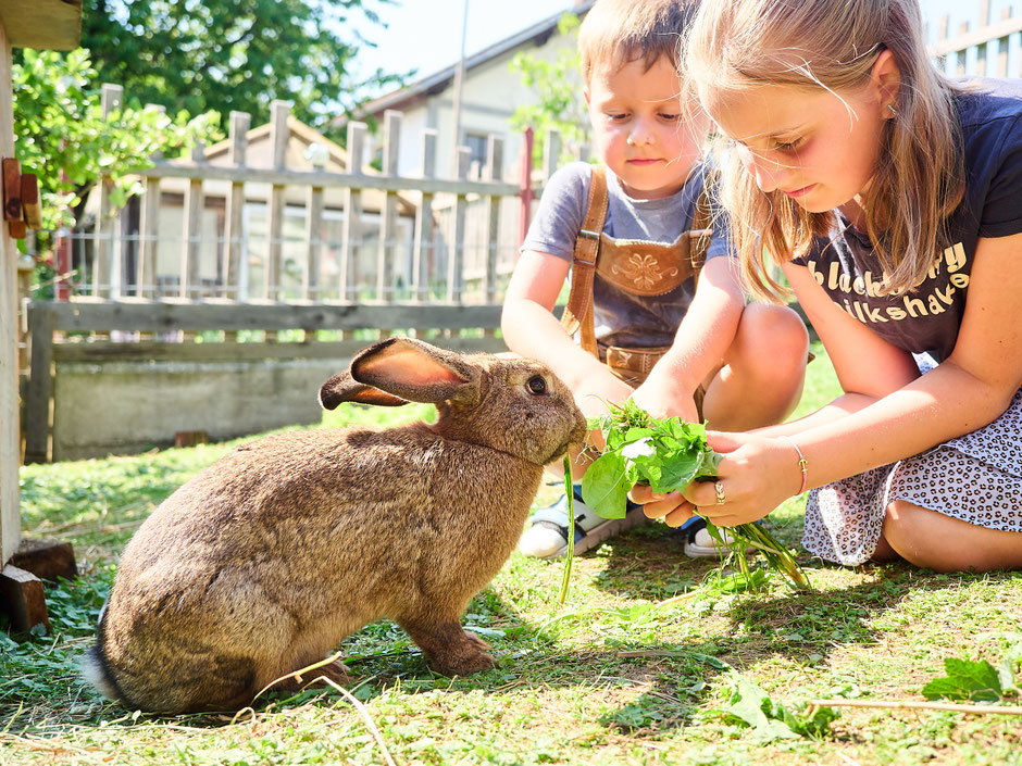 Ein herziger Bub in einer kurzen Lederhose und seine Schwester halten Löwenzahnblätter in der Hand. Der braune Hase sitzt ganz entspannt und frisst ihnen aus der Hand.