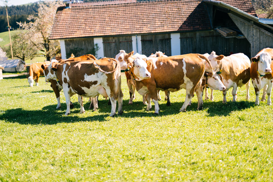Kühe auf der Weide rund um den Biobauernhof Stadler. Eine Kuh hat den Kopf am Boden und frisst, andere Kühe wedeln mit dem Schweif.