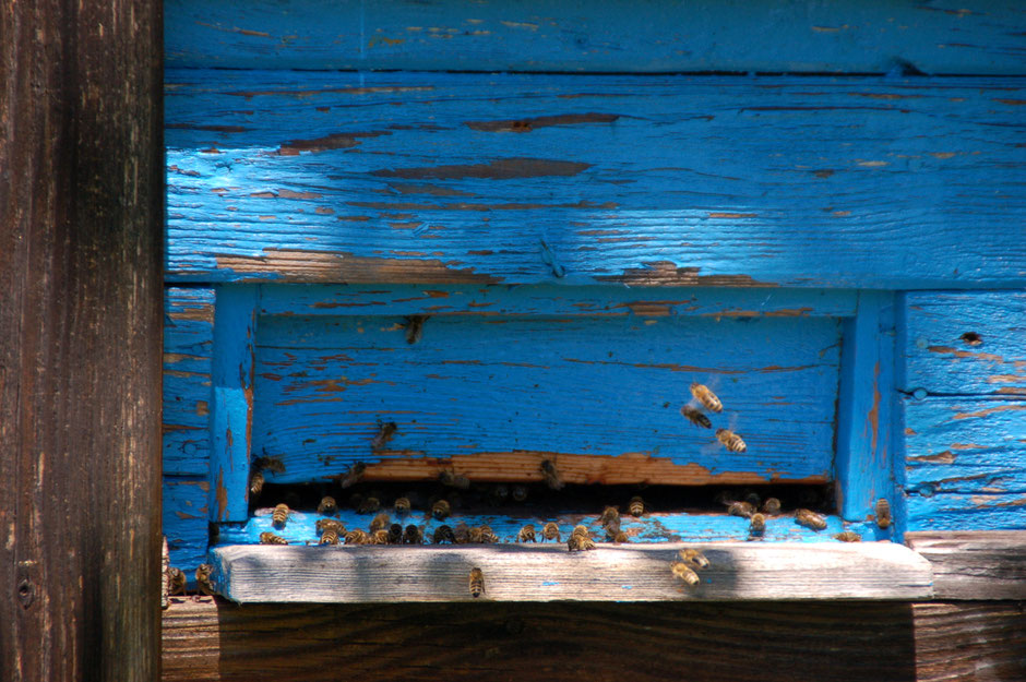 Bio Bienen am Biobauernhof Stadler fliegen in den Bienenstock. Dieser ist blau angemalt.