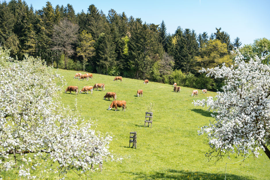 Aussicht aus der Ferienwohnung Katzenstube. Friedlich grasende Kühe in der Obststreuwiese mit blühenden Bäumen.