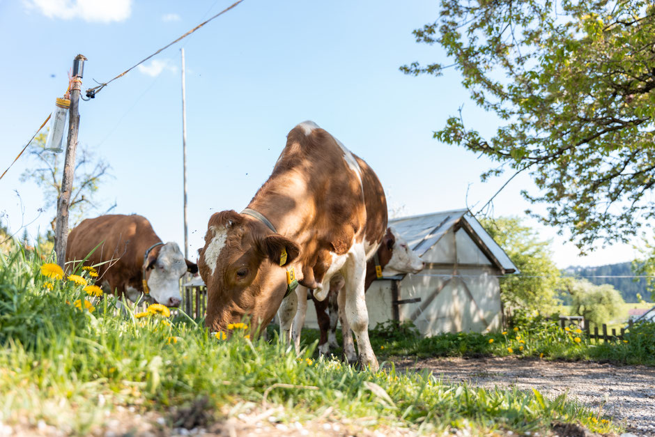 Zwei Kühe sind gerade auf dem Heimweg von der Weide in den Stall und grasen dabei noch ein wenig.