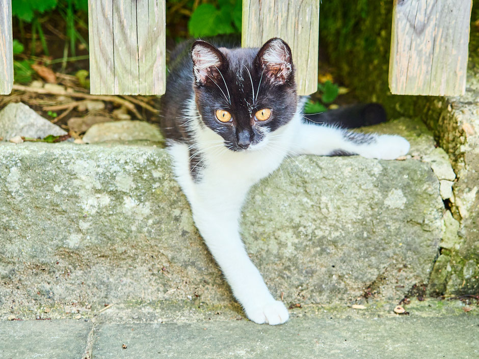 Katze Gisela am Biobauernhof Stadler guckt neugierig unterm Gartenzaun hervor.