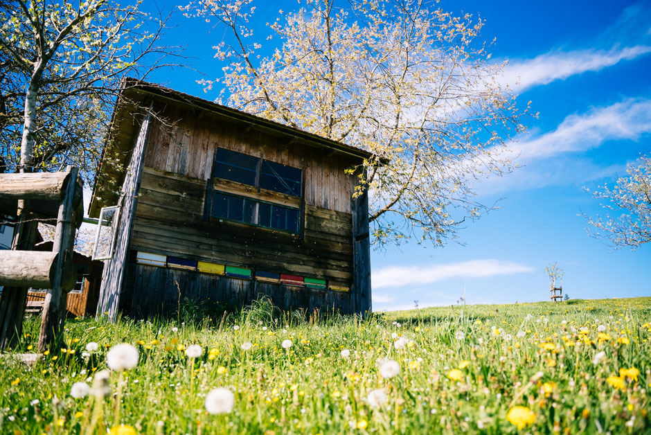 Die Bienenhütte am Biobauernhof Stadler steht inmitten einer Löwenzahnwiese. Blühende Bäume im Hintergrund.