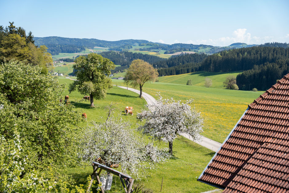 Die Aussicht aus der Ferienwohnung zeigt einen sich schlängelnden Weg entlang der Obststreuwiese auf der Kühe Weiden.