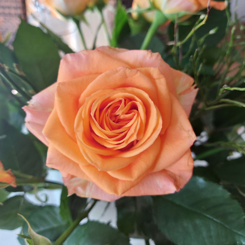 blühende orange Rosenblüte Sonja Gayer