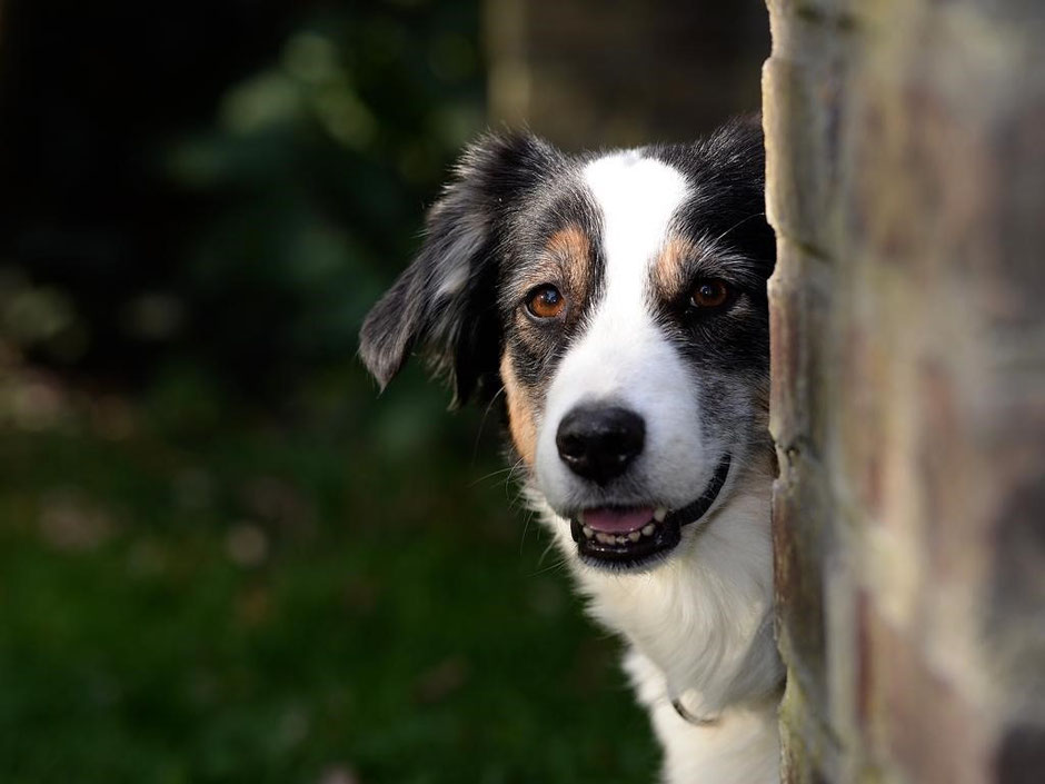 Hund Lotta schaut hinter Wand hervor Sonja Gayer