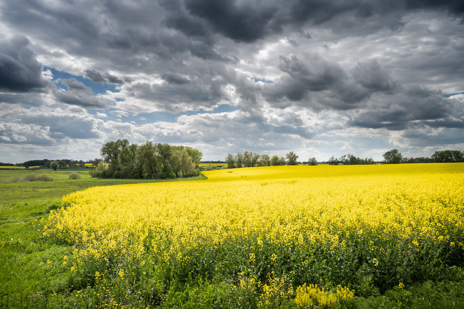 Rapsfeld, Stralsund, das Foto der Woche, Fotografie Joachim Rieger