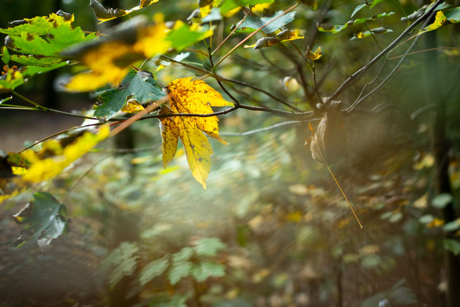 Köln-Dünnwald, Herbstwald, das Foto der Woche, Fotografie Joachim Rieger