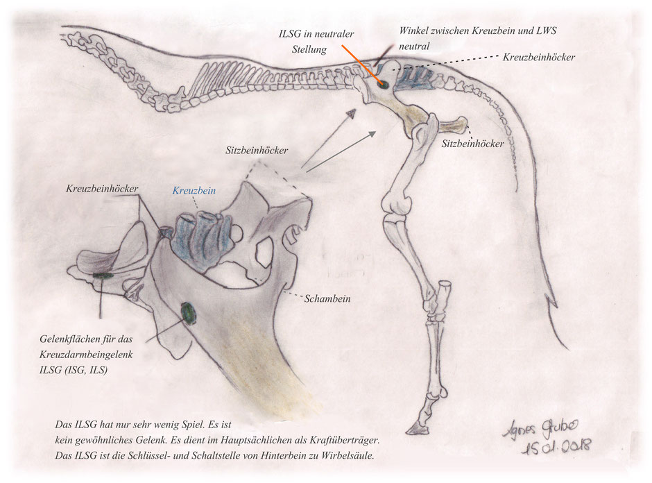 Funktionsweise Wirbelsäule, ILSG, ISG, ILS beim Pferd im Stand