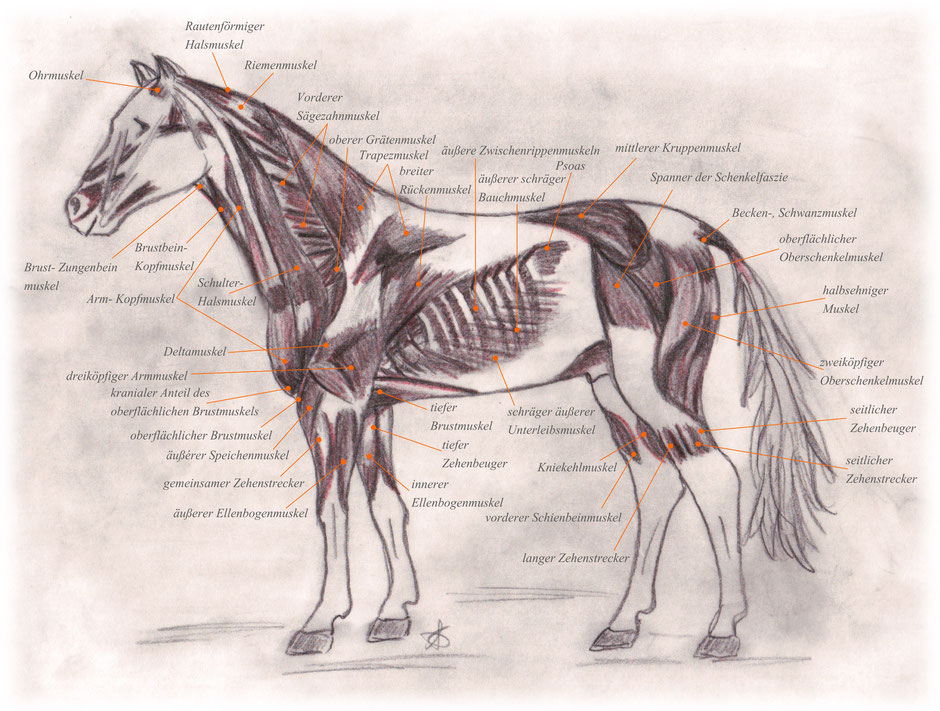 Muskulatur Pferd