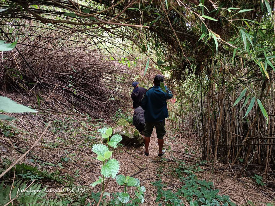 ワイルドハニーが採れる蜂の巣がある崖まで、けもの道を進んでいるところ