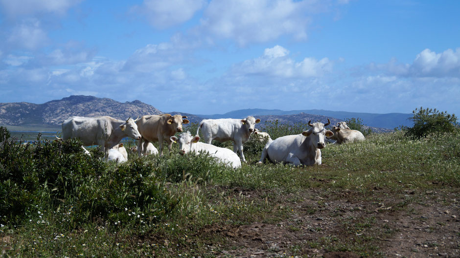 Muh - Kühe auf dem Weg zum Torre Falcone, im Hintergund die Insel Asinara (Sardinien)