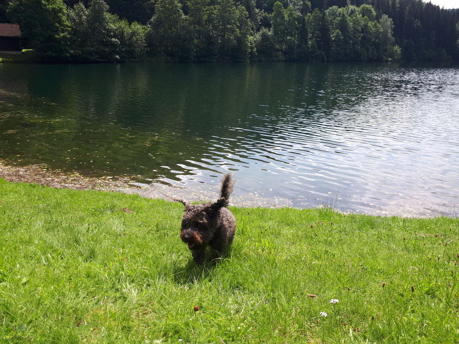 Der Silbersee mitten im Wald - ein tolles Wanderziel ab Haustür!