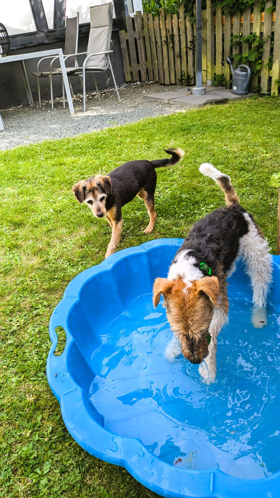 Urlaub mit Hund Sauerland Haus am Wald Sauerland Urlaub mit Hund