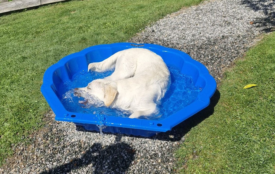 Hundepool in jedem Garten - klein aber fein!