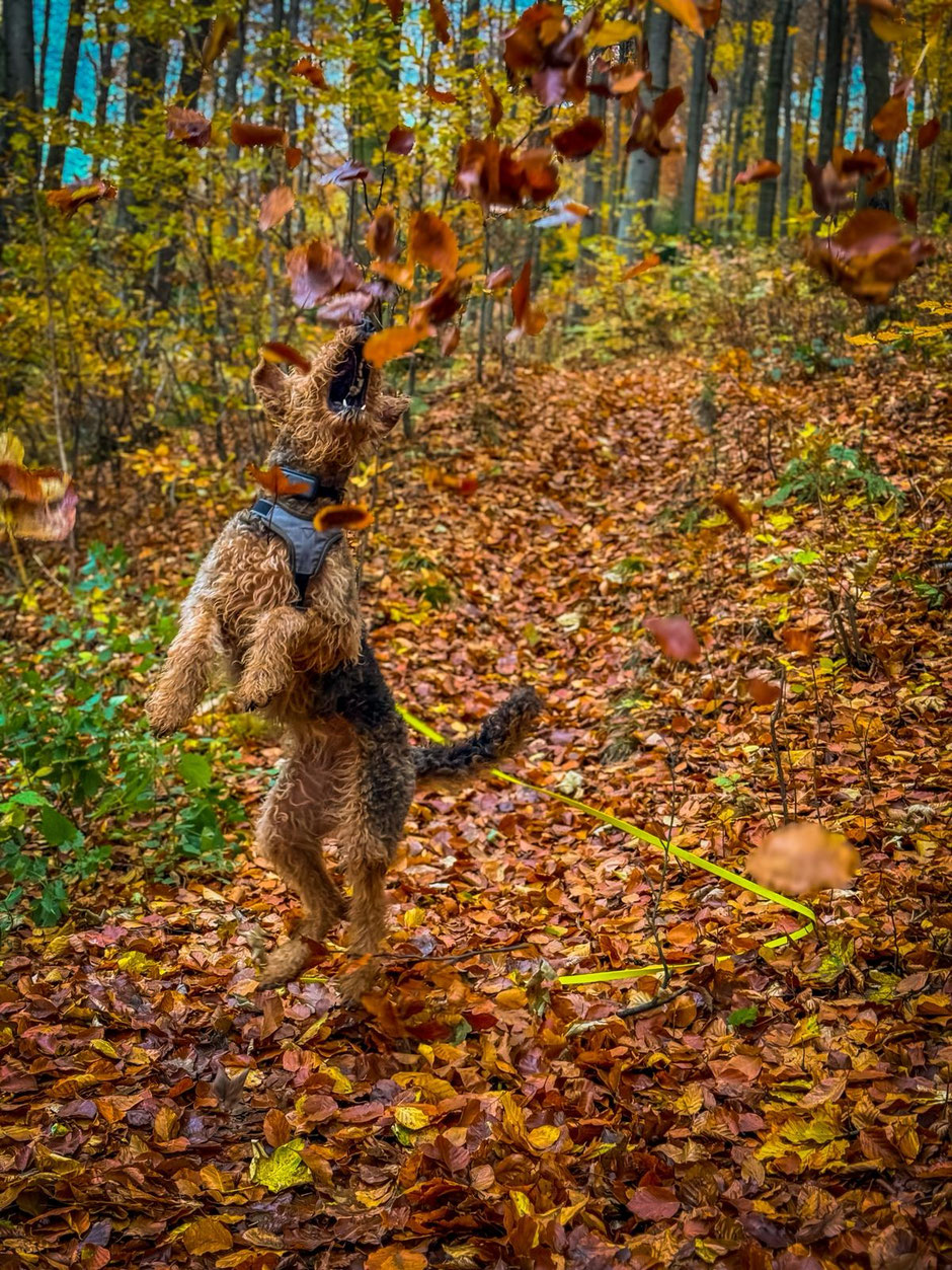 Blätterspaß im Herbst - direkt hinter den Häusern beginnen die Wälder