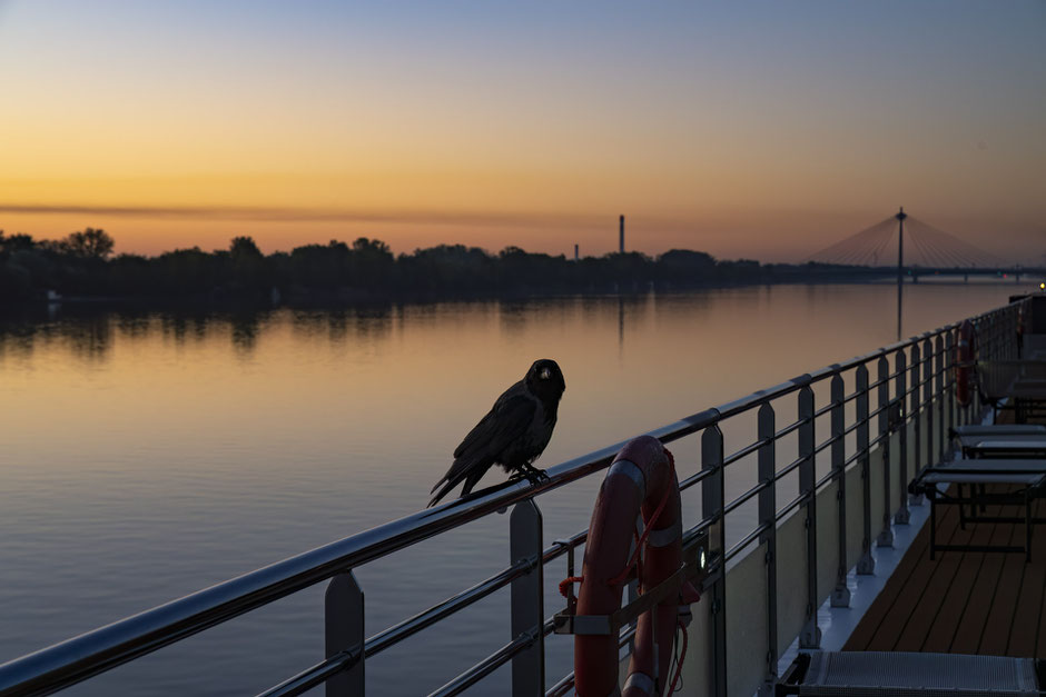 Lebendige Donau
