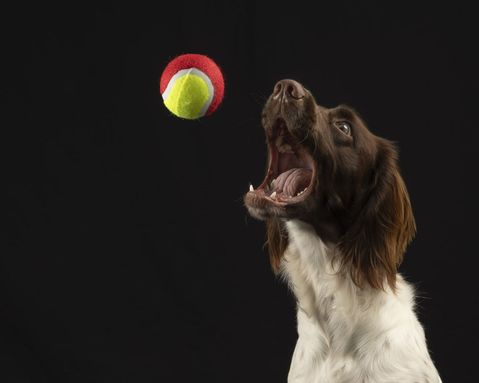 Fotoshooting mit Niva und Ares