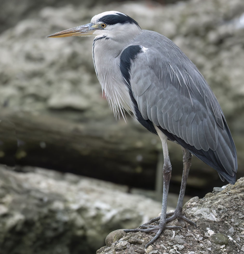 Graureiher im Natur- und Tierpark Goldau
