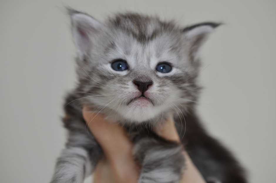 Progressive Near Me >> Available Maine Coon Kittens for Sale - European Maine Coon Breeder near me - Maine Coon Kittens ... Progressive Near Me >> Available Maine Coon Kittens for Sale - European Maine Coon Breeder near me - Maine Coon Kittens ...