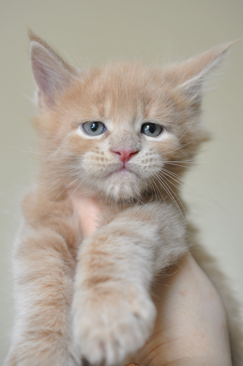 orange maine coon kitten for sale near me