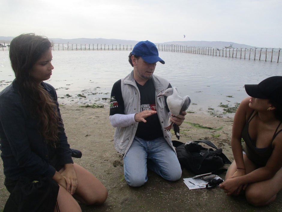 El módulo de manejo y rescate de la biodiversidad marina en Paracas (Perú) con el ornitólogo Guillem M. Chacon