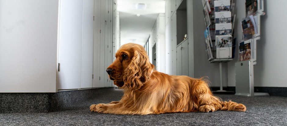Golden Retriever mit langem, glänzendem Fell liegt seitlich auf grauem Teppichboden in einem hellen Büroflur mit weißen Wänden und Schränken von der Quadus GmbH