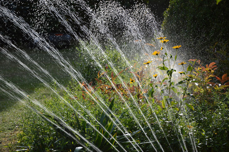Das Bild zeigt eine Gartenbewässerung. Mehrere Sprinklerdüsen versprühen Wasser in einem Bogen über ein Beet mit gelben Blüten und grünem Bewuchs. Die Wasserstrahlen sind deutlich sichtbar und beleuchten die Pflanzen im Sonnenlicht.