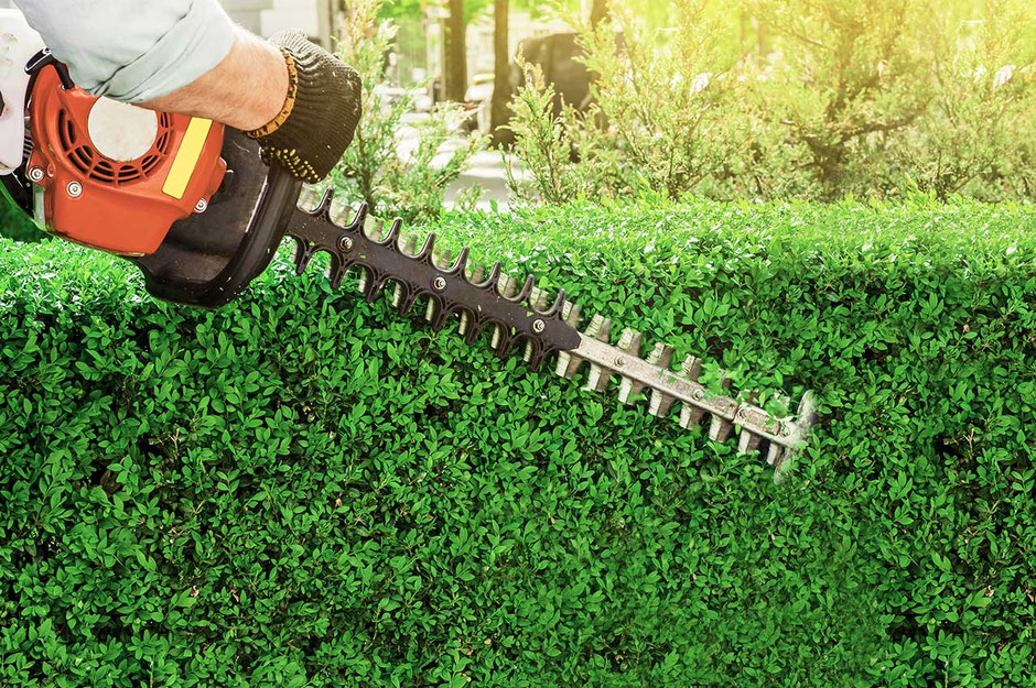 Das Bild zeigt eine Nahaufnahme einer Hand, die eine Heckenschere benutzt, um eine grüne Hecke zu schneiden. Der Fokus liegt auf der Aktion des Schneidens und den Werkzeugen. Der Hintergrund ist unscharf, zeigt aber einen Garten oder eine ähnliches.
