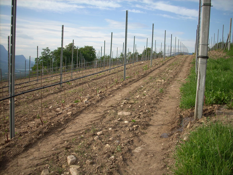 Si, ho preso parte ad alcune  vendemmie.  Poi  ho cercato di approfondire  le mie conoscenze sul campo  in  alcuni “terroir” italiani e d’Oltralpe seguendo  il più possibile eccellenti vignaioli.  Ma  parlare di vigna  non essendo uno di loro non è cosa  